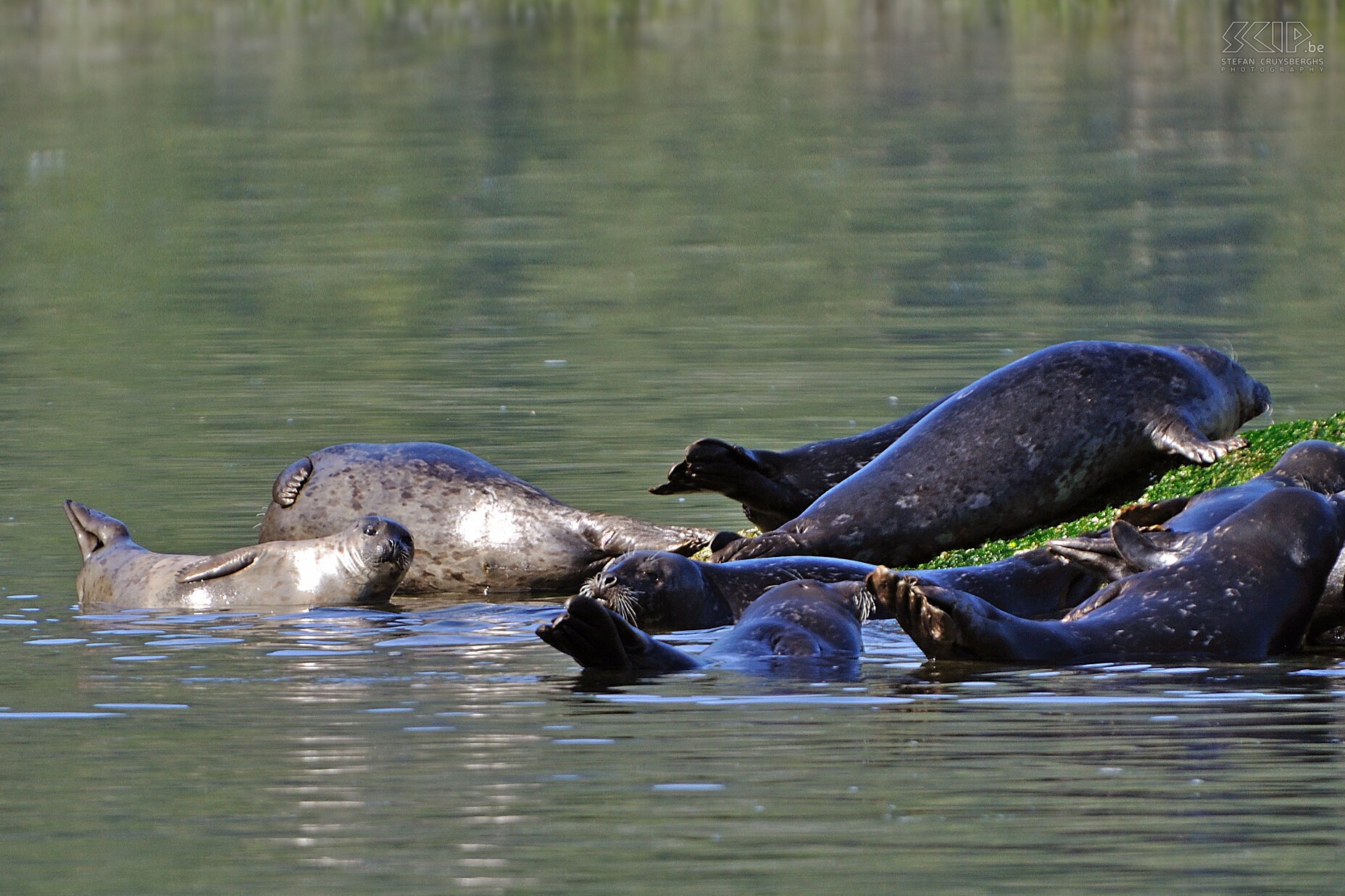 Tofino - Seals  Stefan Cruysberghs